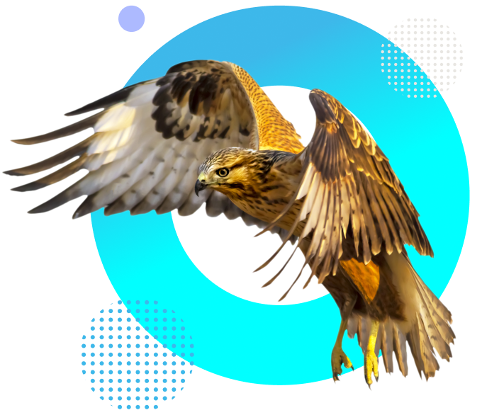 StudioHawk hawk